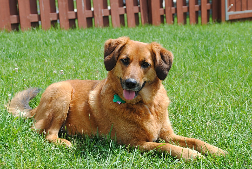 medium short-coated tan dog lying on grass field during daytime HD wallpaper